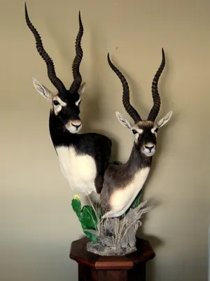 Blackbuck Antelope Taxidermy Wallpaper