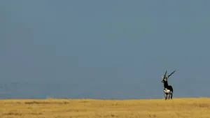 Blackbuck Antelopein Grassland Wallpaper