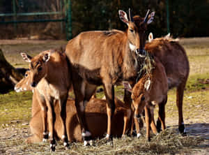 Blackbuck_ Herd_ Grazing_ Outdoors.jpg Wallpaper