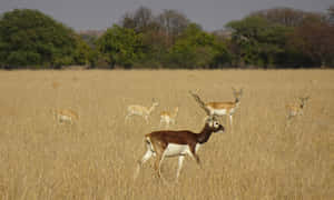 Blackbuck_ Herd_in_ Grassland Wallpaper