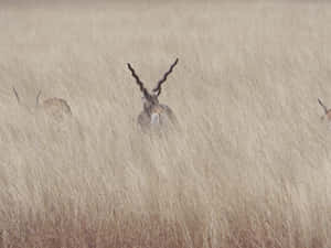 Blackbuck Hidingin Tall Grass Wallpaper