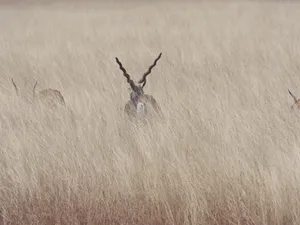 Blackbuck Hidingin Tall Grass Wallpaper