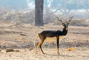 Blackbuck Standing Alert Wildlife Wallpaper