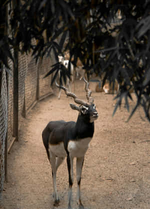 Blackbuck Standing Under Tree Wallpaper