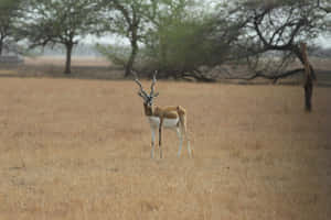 Blackbuckin Grassland Habitat Wallpaper