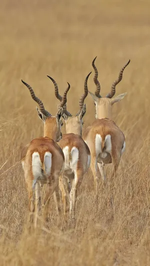 Blackbucks Graceful Antelopes Walking Away Wallpaper