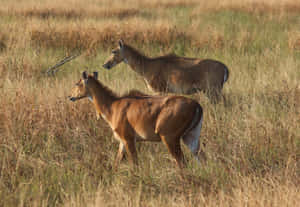 Blackbucks_ Grazing_in_ Grassland.jpg Wallpaper