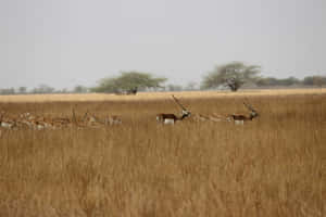 Blackbucks_ Grazing_in_ Grassland.jpg Wallpaper