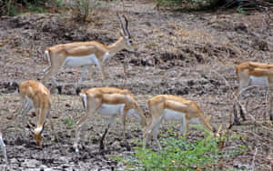 Blackbucks_ Grazing_in_ Wild Wallpaper