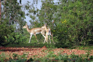 Blackbucks_ Grazing_in_ Wild_ Habitat.jpg Wallpaper