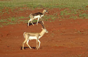 Blackbucks_ Grazing_on_ Red_ Soil Wallpaper