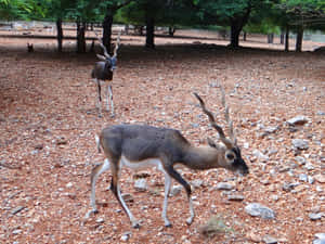 Blackbucks_in_ Habitat.jpg Wallpaper