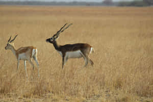 Blackbucksin Grassland Habitat Wallpaper