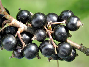 Blackcurrant In Near Angle Wallpaper