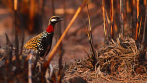 Blackfronted Partridge In Habitat Wallpaper