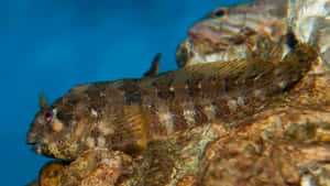 Blenny Fish Camouflagedon Coral Reef Wallpaper