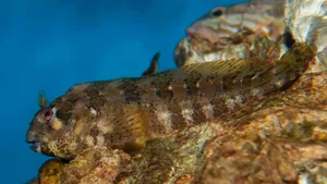 Blenny Fish Camouflagedon Coral Reef Wallpaper
