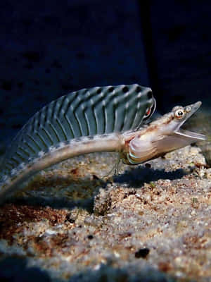 Blenny Fish Emerging From Sand Wallpaper