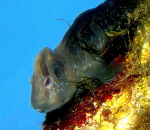 Blenny Fish Up Close.jpg Wallpaper