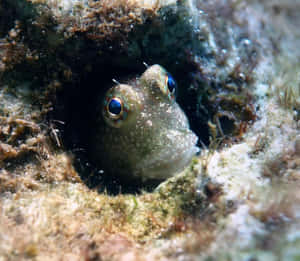 Blenny Peeking From Rocky Crevice Wallpaper