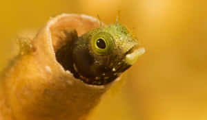 Blenny Peeking Out Of Tube Wallpaper