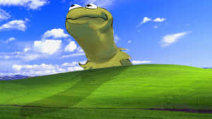 Blissful Frog On Green Hill Wallpaper