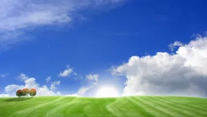 Blissful Green Field Wallpaper