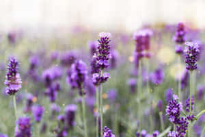 Blissful Lavender Fields In Full Bloom Wallpaper