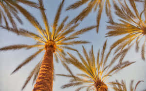 Blissful Panorama Of Lake And Mountain. Wallpaper