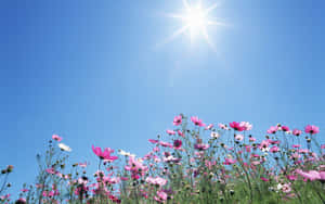 Blissful Spring Sunshine Wallpaper