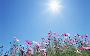 Blissful Spring Sunshine Wallpaper