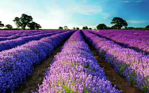 Blissful View Of Lavender Fields At Dawn Wallpaper