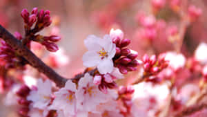 Blissful View Of Sakura Blossom In Japan Wallpaper