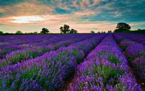 Blissful Views Of Lavender Fields Wallpaper