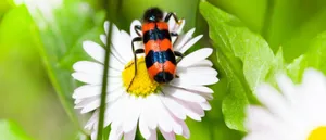 Blister Beetleon Daisy Flower Wallpaper