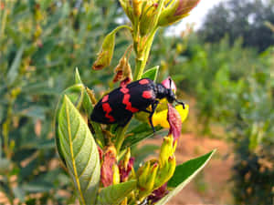 Blister Beetleon Flower.jpg Wallpaper