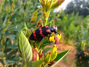 Blister Beetleon Flower.jpg Wallpaper