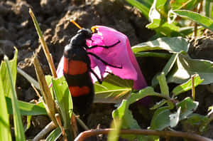Blister Beetleon Pink Flower Wallpaper