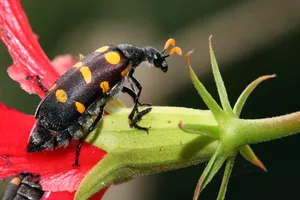 Blister Beetleon Red Flower Wallpaper