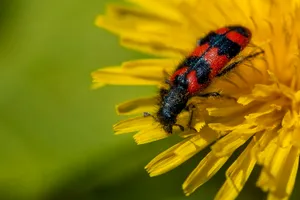 Blister Beetleon Yellow Flower Wallpaper