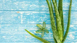 Blooming Aloe Vera In Natural Habitat Wallpaper