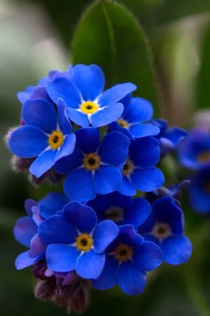 Blooming Beauty - Vivid Blue Forget-me-not Flower Wallpaper