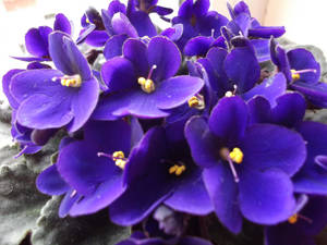 Blooming Big Purple Pansies Wallpaper