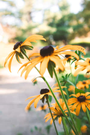 Blooming Black Eyed Susans Against A Sunlit Backdrop Wallpaper