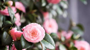 Blooming Camellia Sasanqua Flowers Wallpaper