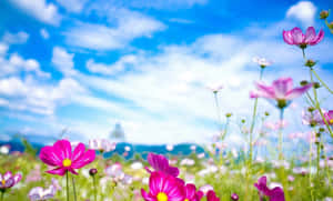 Blooming Cosmos Field Sunny Sky Wallpaper