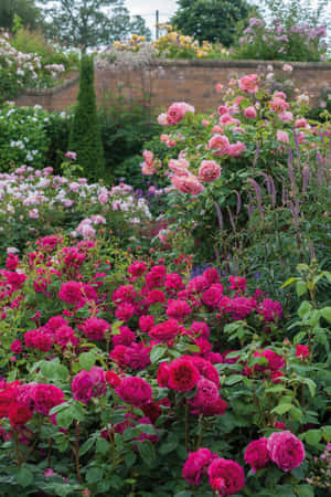 Blooming English Rose Garden Wallpaper