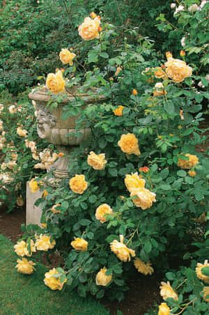 Blooming English Rose Garden Wallpaper