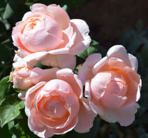 Blooming English Rose Garden At Its Finest Wallpaper