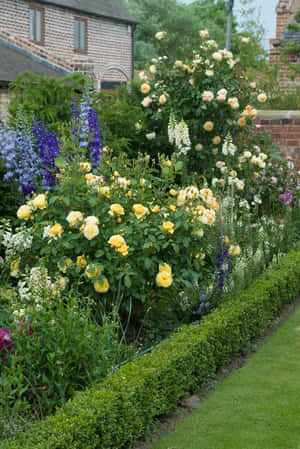 Blooming English Rose Garden Wallpaper